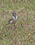 Lark Sparrow